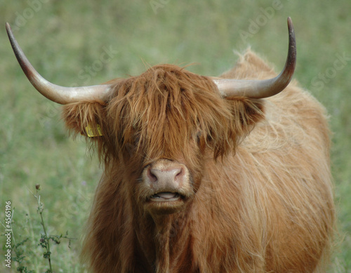 Highland Cow Face