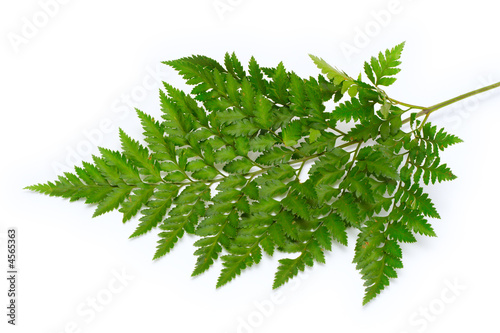 fern