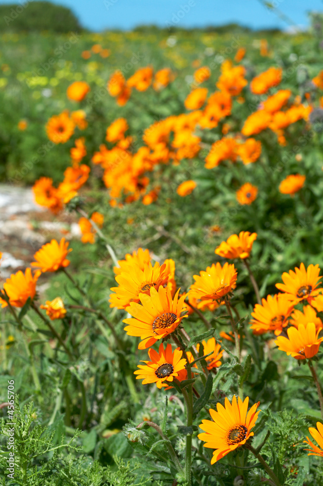 Bunch of orange wild flowers
