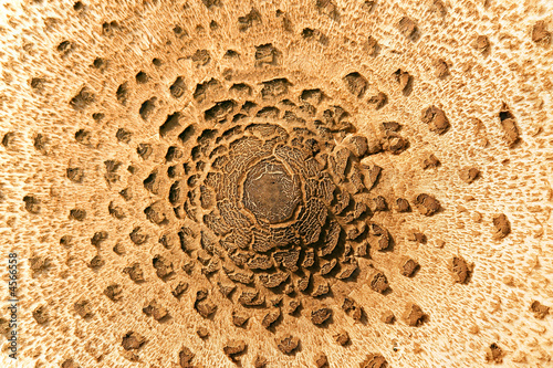 mushroom texture