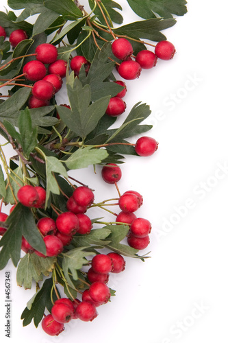 hawthorn frame