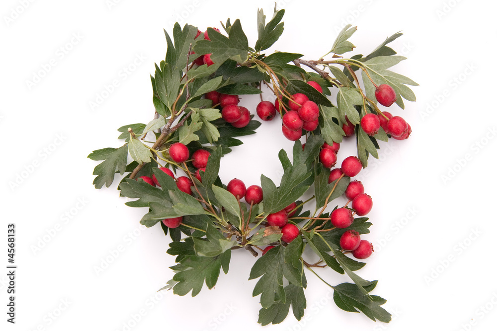 hawthorn wreath hawthorn wreath