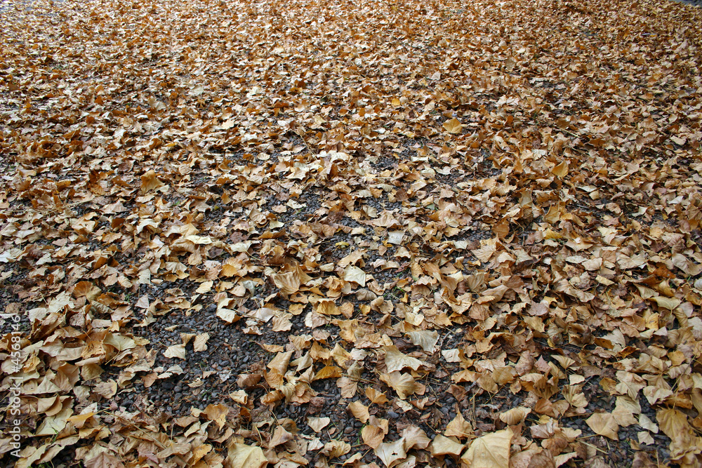 otoño otoño
