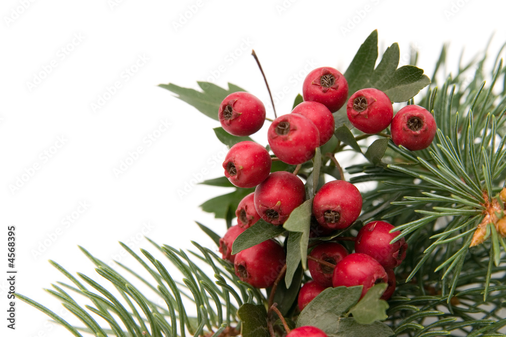 Obraz premium hawthorn and spruce