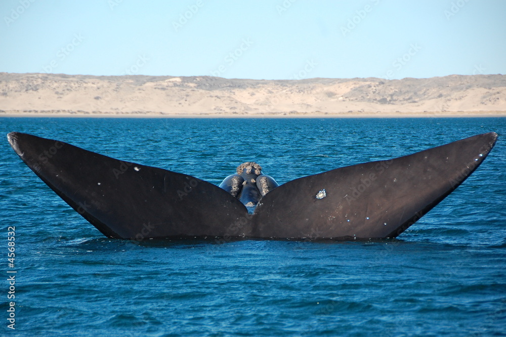 Fototapeta premium Whale's Tail, Peninsula Valdez, Argentina