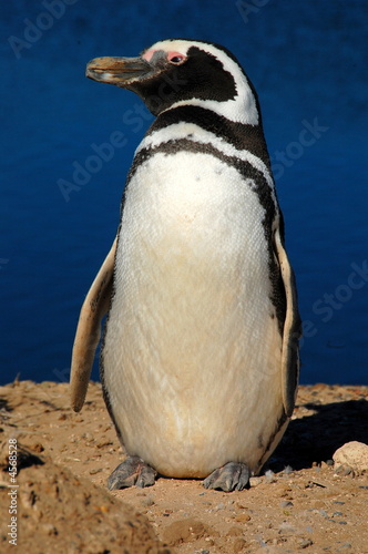 Magellan Penguin, Peninsula Valdez, Argentina
