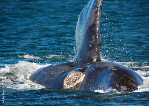 Eye of the Whale, Peninsula Valdez, Argentina