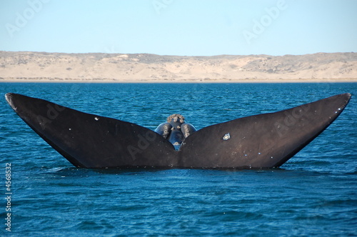 Whale's Tail, Peninsula Valdez, Argentina