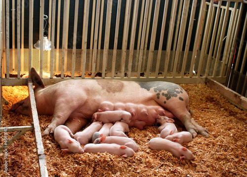 Piglets
