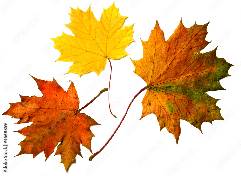 Obraz premium maple leaves