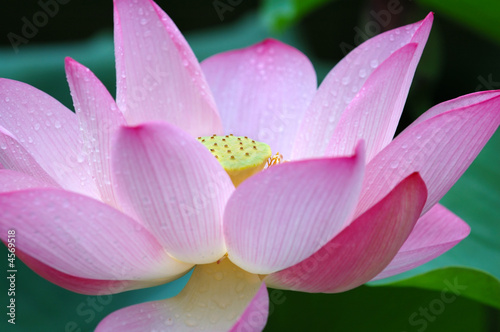 Closeup of blooming lotus flower