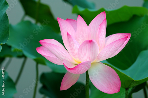 Single lotus flower
