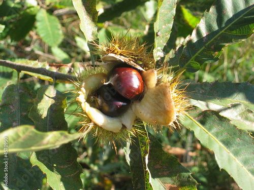 Castagne