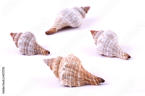 Seashells