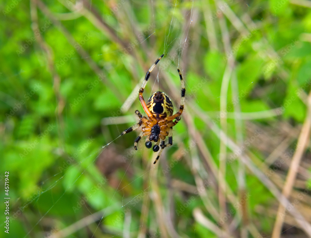 Spider 21 Spider 21