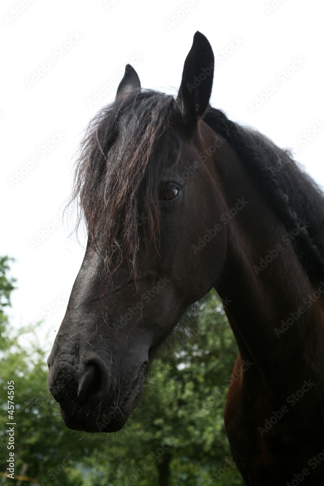 Obraz premium Friese