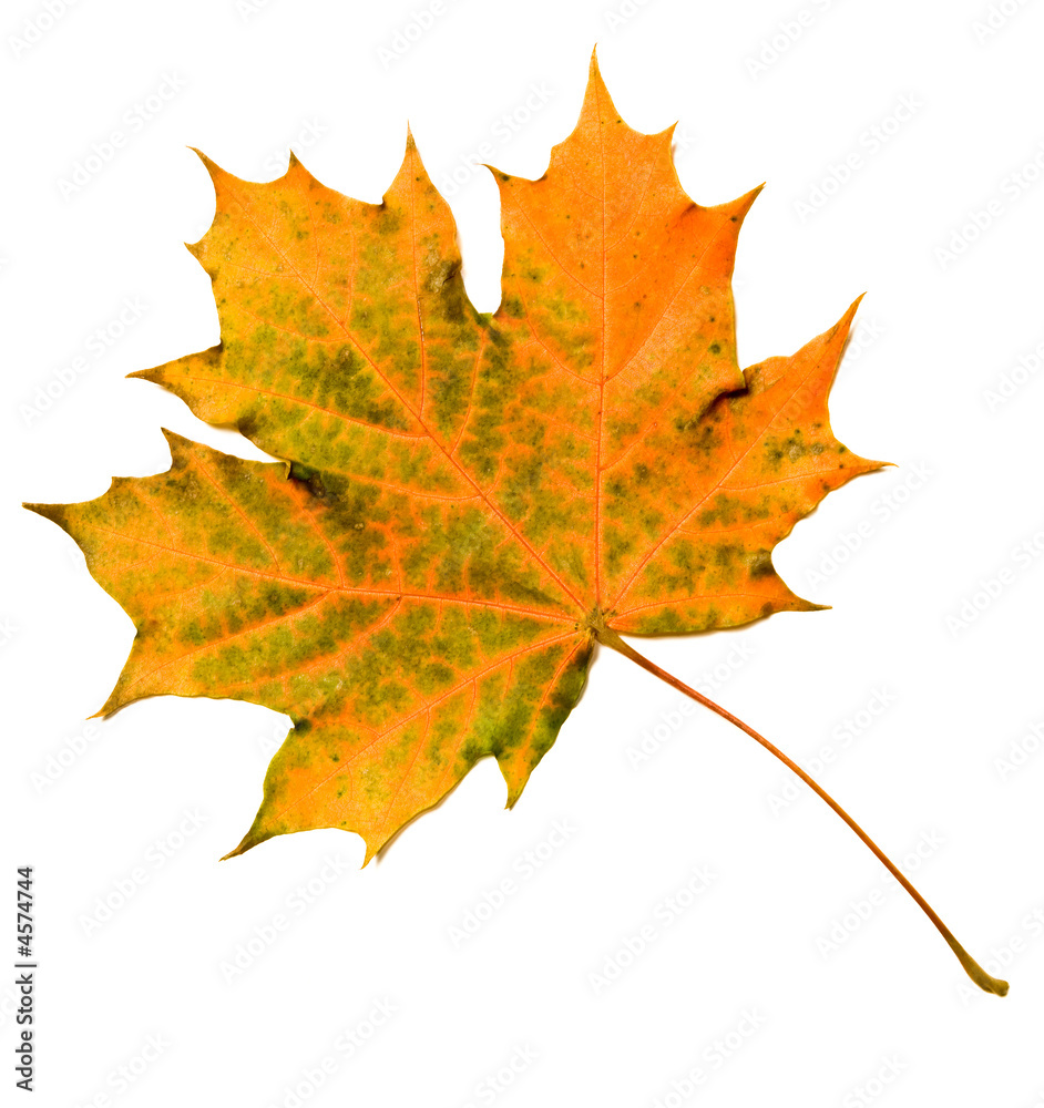 Obraz premium maple leaf