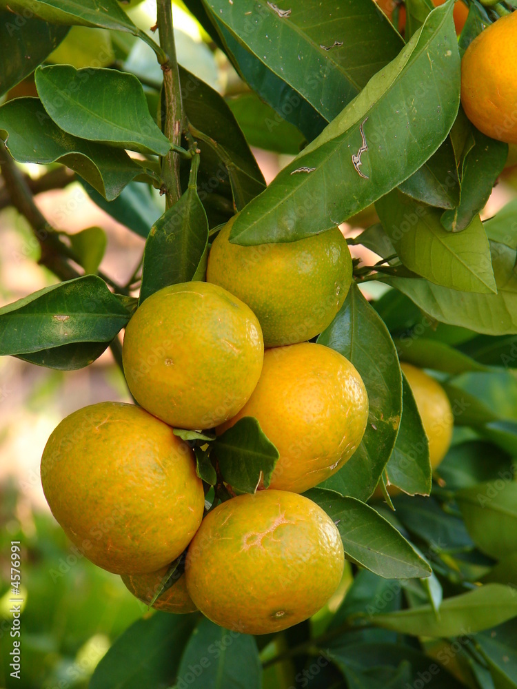 tangerines on tree tangerines on tree