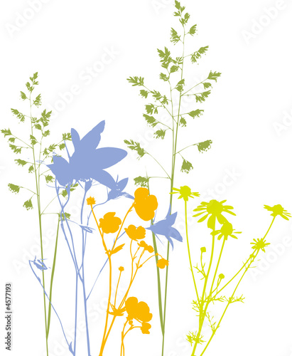 Four Field flowers, herbs and plants, traced, colors. Isolated