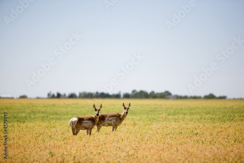 Two Prairie Antelope