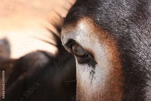 donkey eye