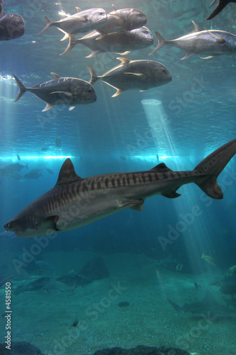 Tiger Shark and Giant Trevelly fish #4581550