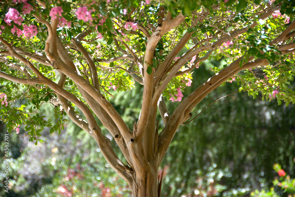 Obraz premium Pink Crape Myrtle Tree