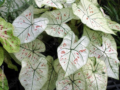 caladium plant -white and pink
