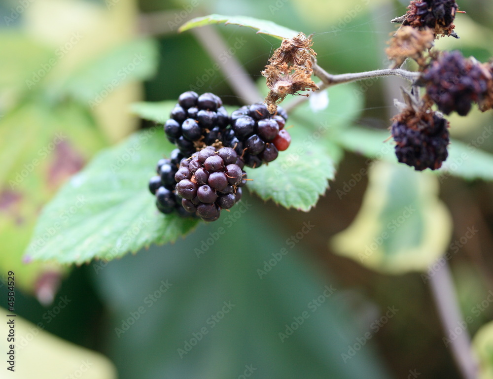 blackberries