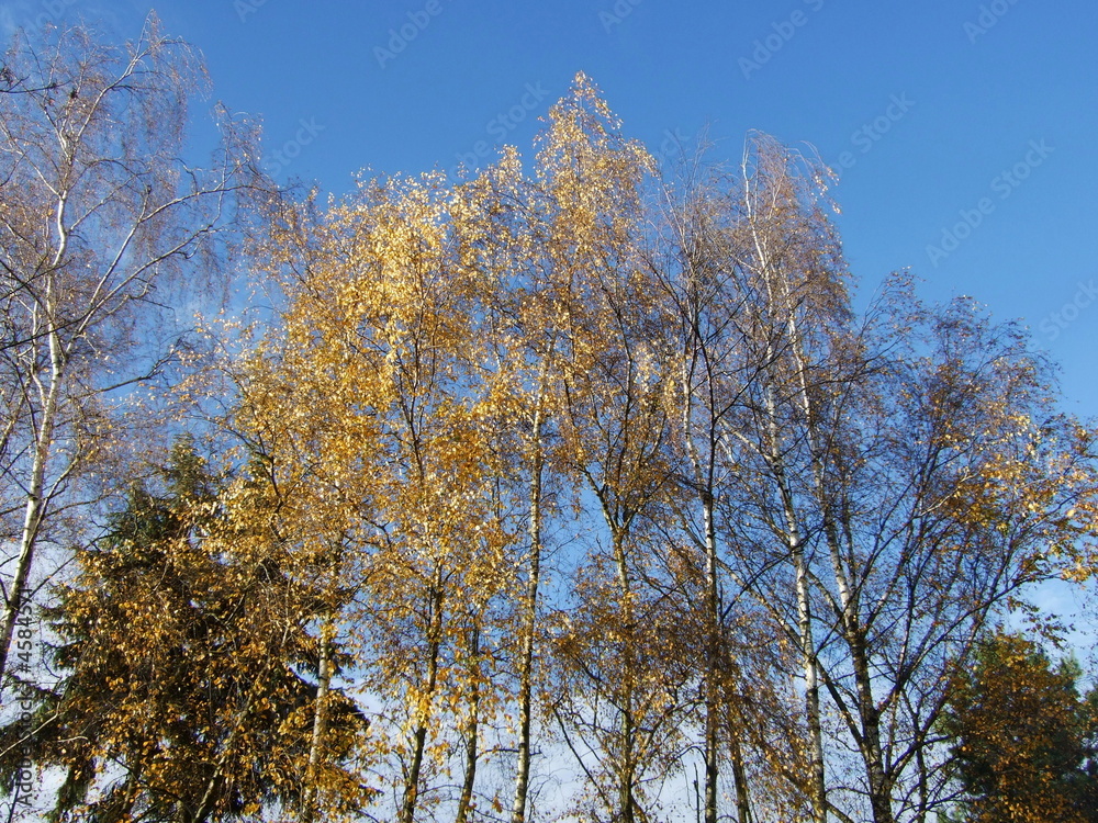 Birkenbäume im Herbst
