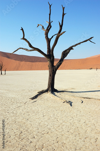 Tree in the desert - Deadvlei