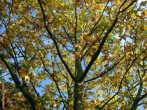 Herbstbaum in malerischen Farben