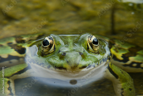 Grenouille verte de face © Greg