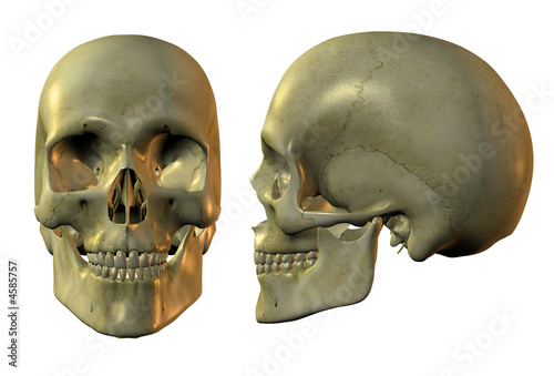 golden skull