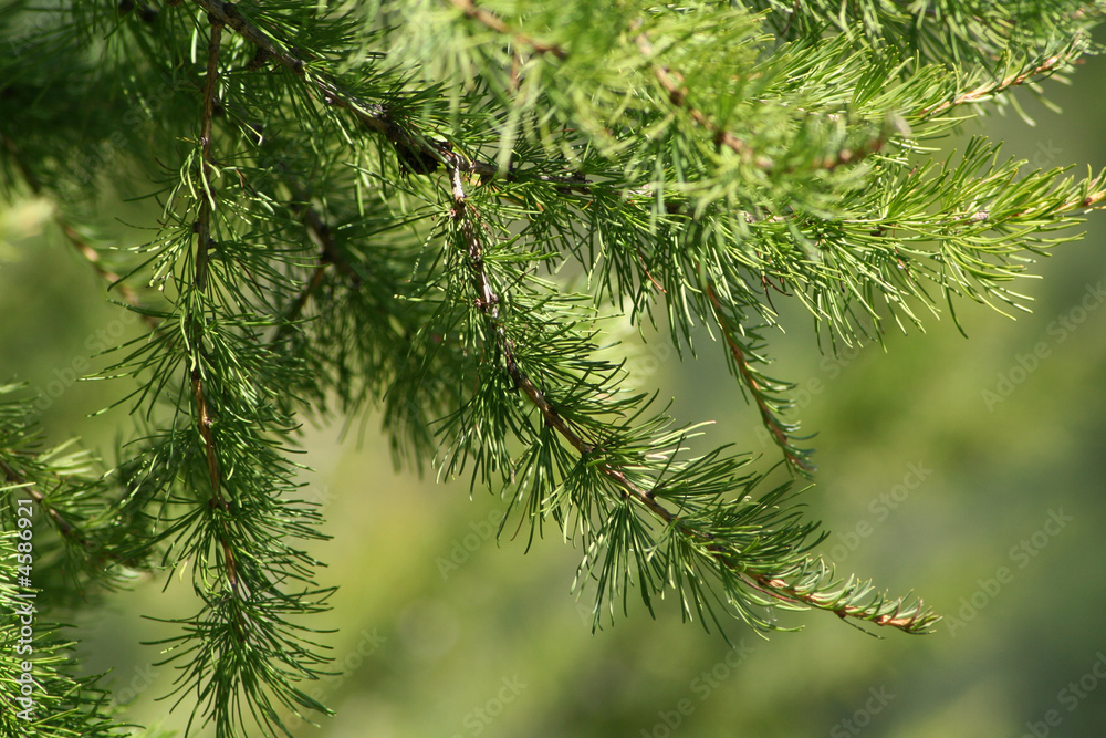 Pine tree 1 Pine tree 1