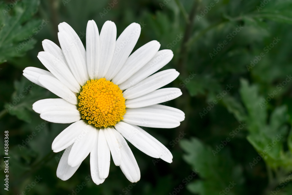 White Daisy on a green background White Daisy on a green background