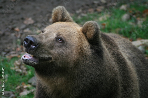 Braunbär photo