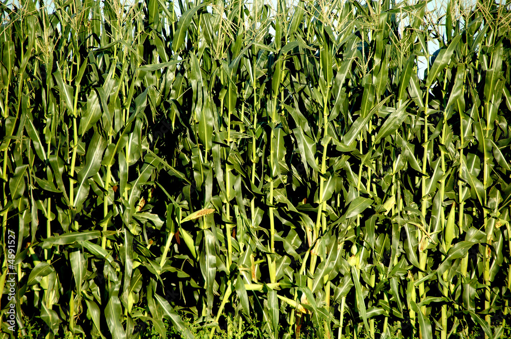 Obraz premium Corn