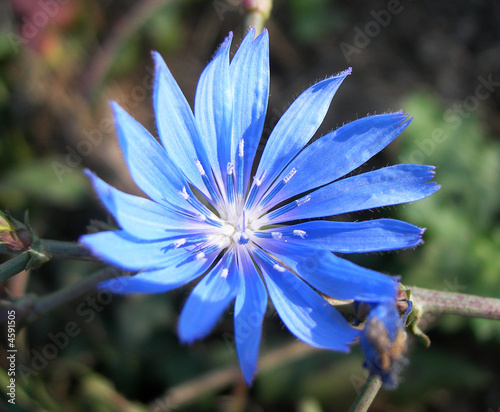 Chicory