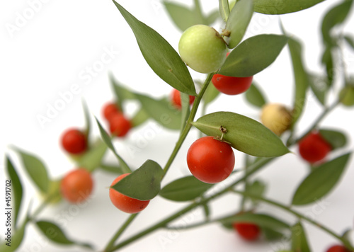 Planta silvestre