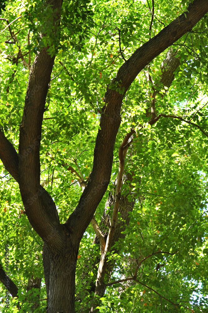 Fototapeta premium Tree foliage backlit by sun