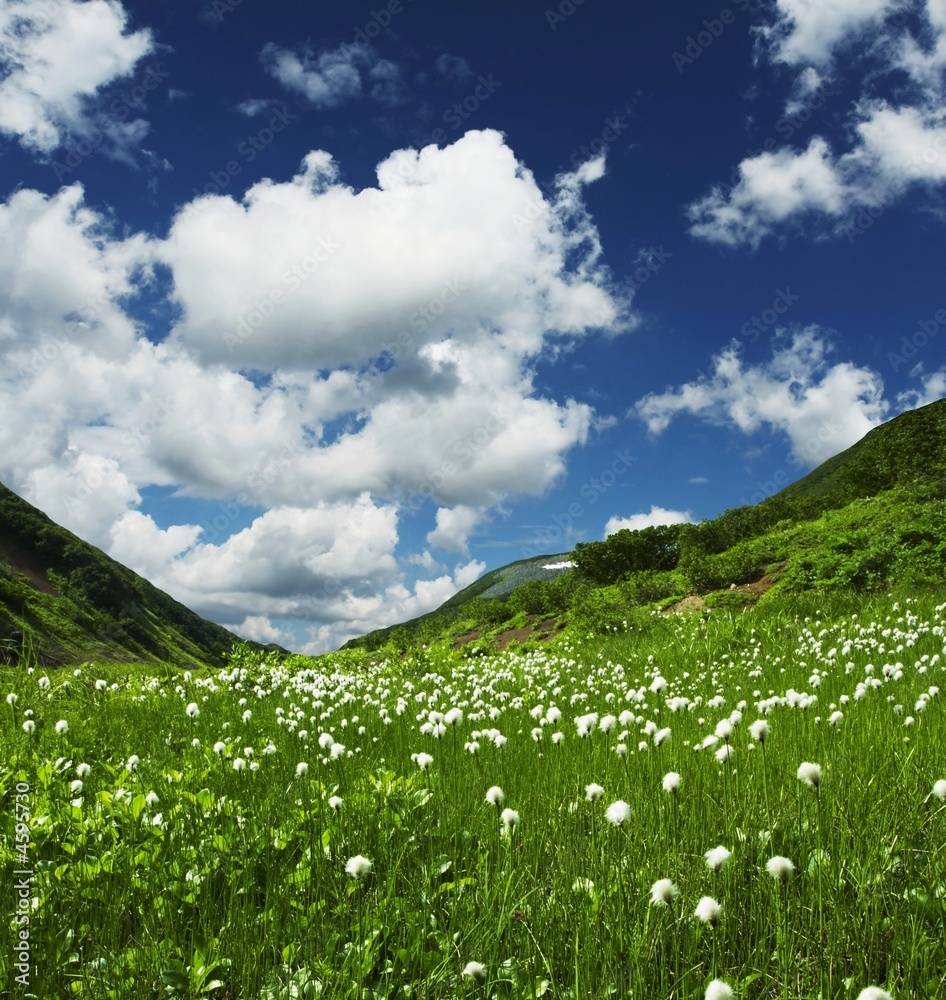 Mountain meadow