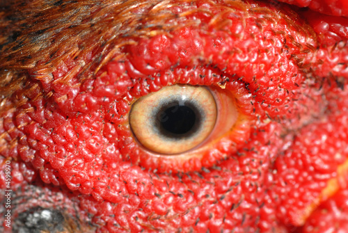 rooster eye