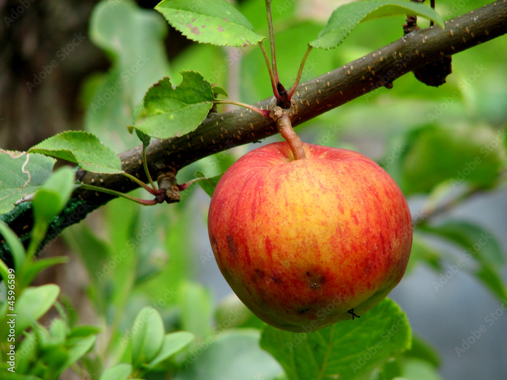 apple apple