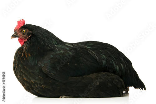 resting chicken