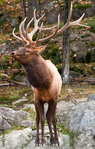 Cuadro en lienzo Male Deer