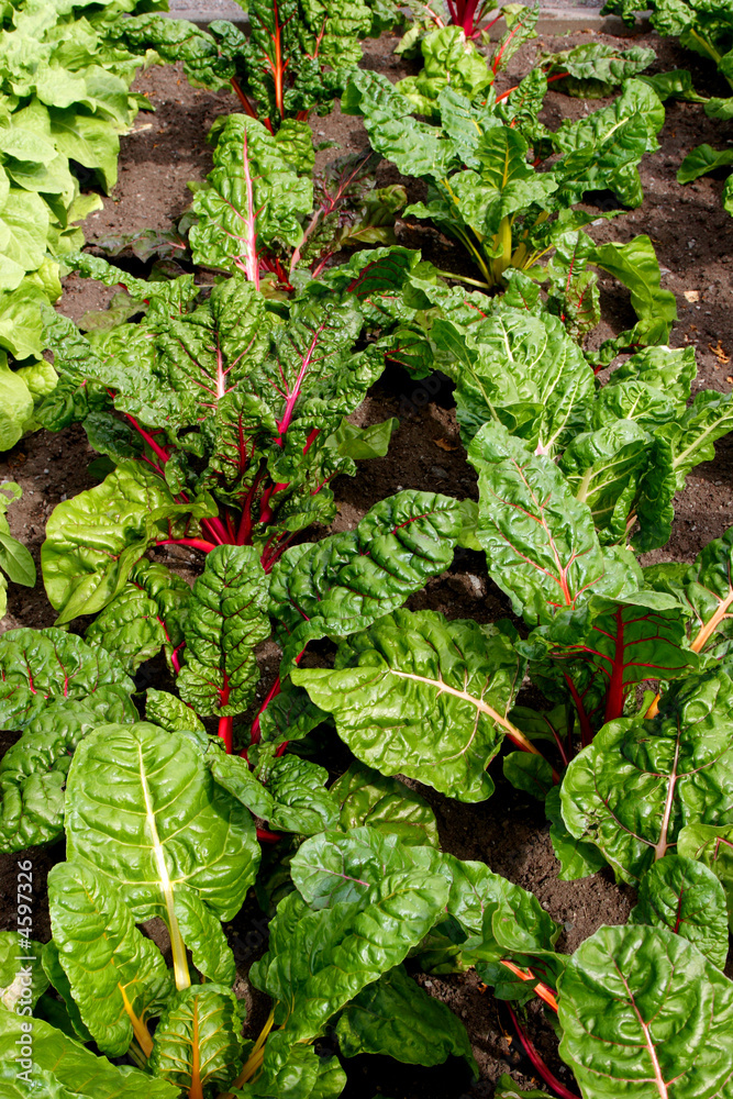 Swiss Chard Garden Swiss Chard Garden