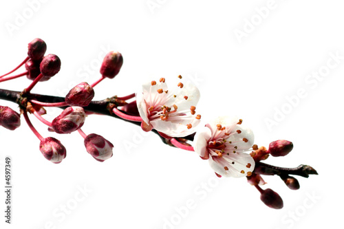 flowering cherry branch in spring