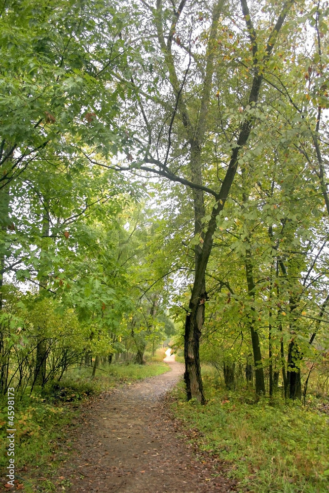 Walk Way Through Woods Walk Way Through Woods