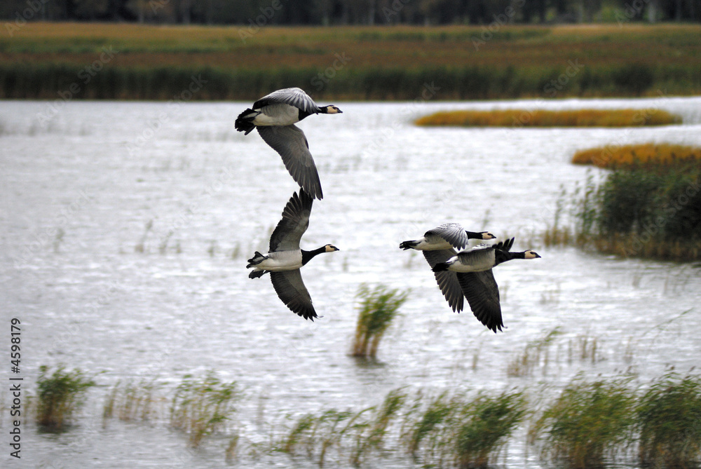Fototapeta premium Goose flyby